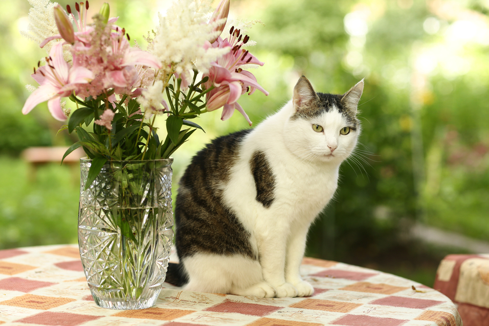 White and tabby house cat sitting on patio table next to bouquet of lilies